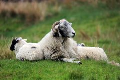 Sheep-1