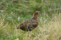grouse