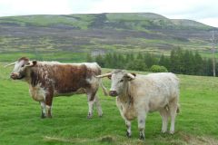 shorthorn-cattle
