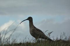 Curlew