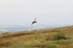 grouse